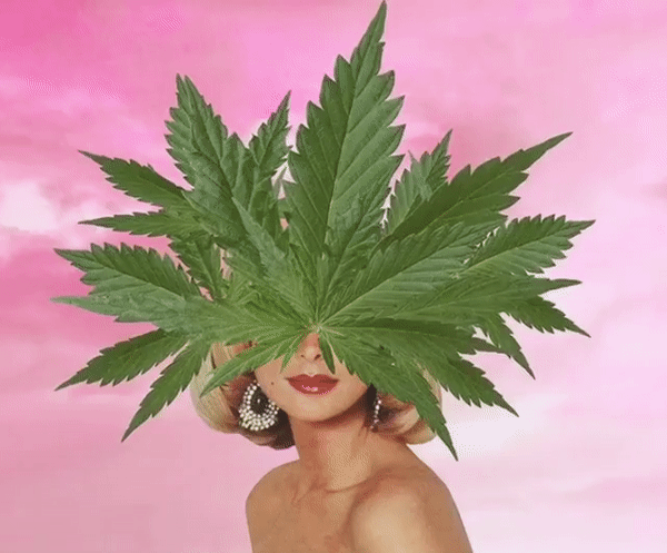 Cannaseurs: Cutting Edge Cannabis Self Care